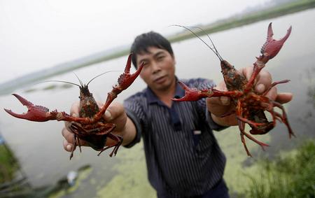 江苏小龙虾养殖环节没问题 产业受冲击