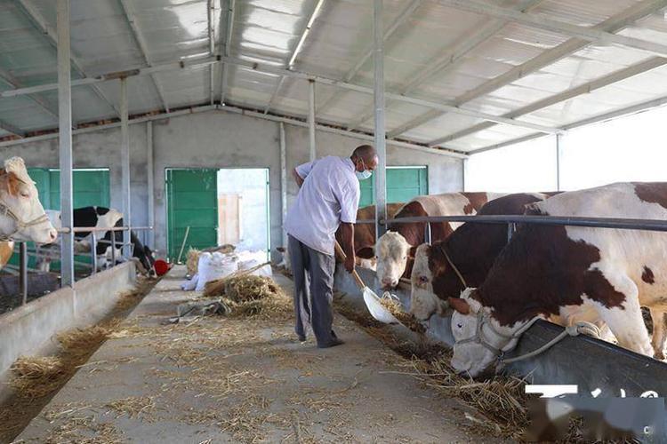 阿瓦提县:万头牛集中养殖基地让村民日子"牛"起来